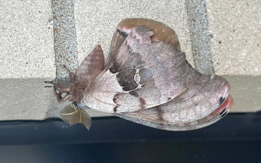 Why DIY Roach Sprays Fail: Eliminating German Cockroaches in North Texas Homes