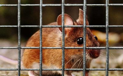 Rat vs Mouse: How to Tell the Difference and When to Call Pest Control