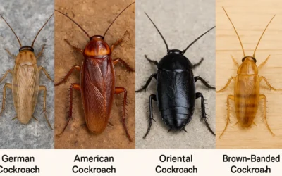 Does Bleach Kill Roaches? The Truth + 5 Better Alternatives