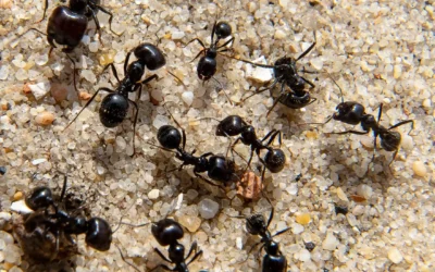 5 Most Common Pests in Mesquite, TX (And How to Prevent Them)