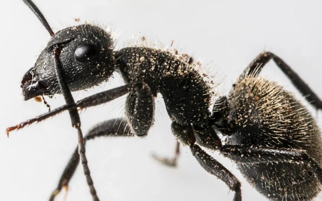 How to Get Rid of Ants Permanently in Your Home Fast