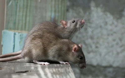 Rodent Control for Dallas Businesses: What You Need to Know