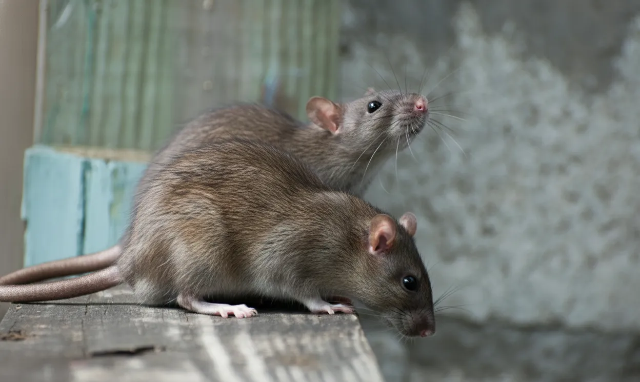 Norway-Rats-Clarity-Pest-Control