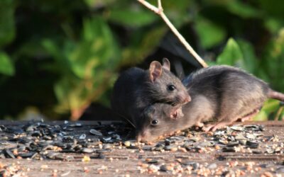 How Fast Do Mice Multiply? A Pest Control Guide to Litter Size and Infestations