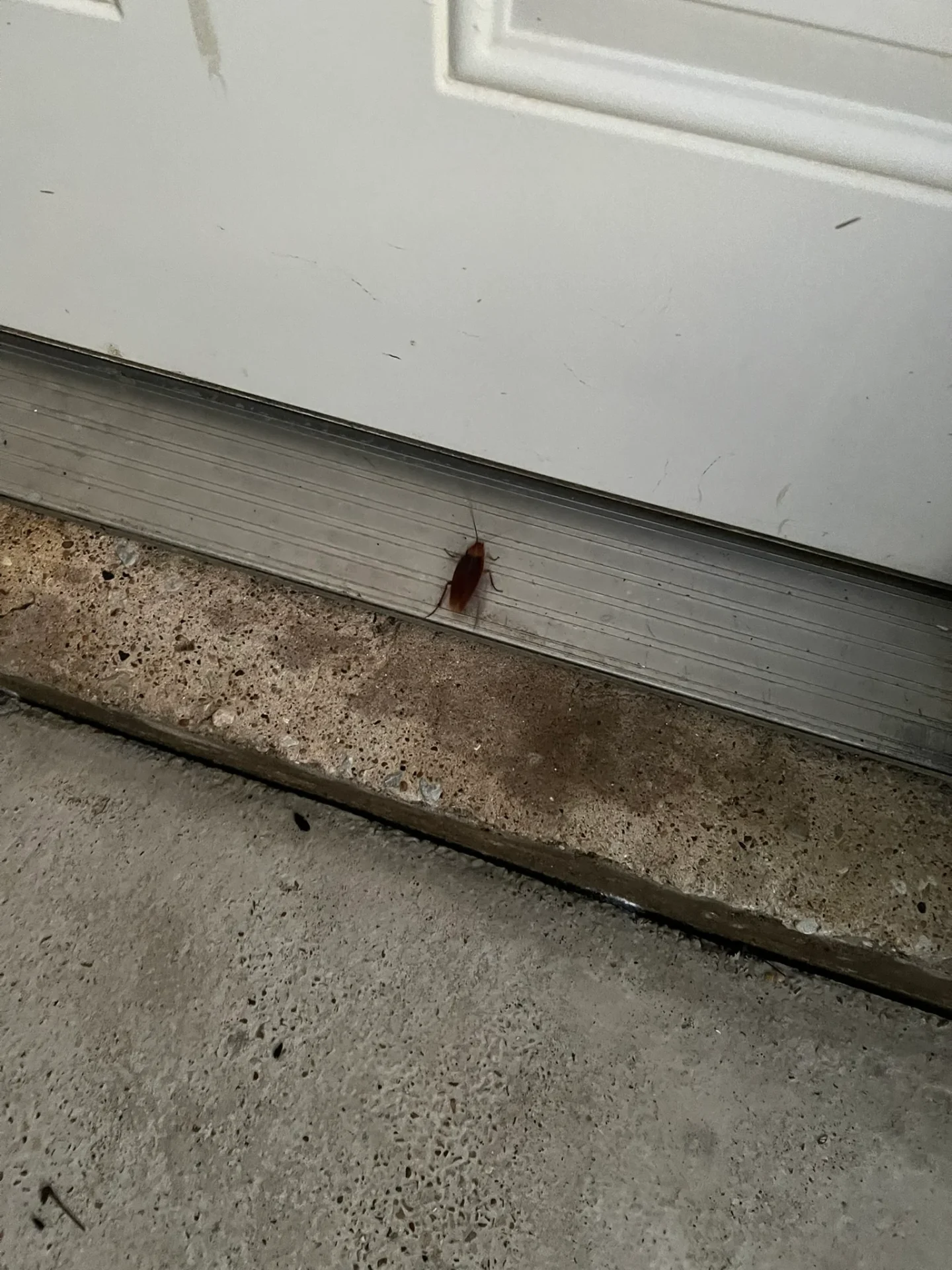 a man dusting floor to exterminate the pests and insects