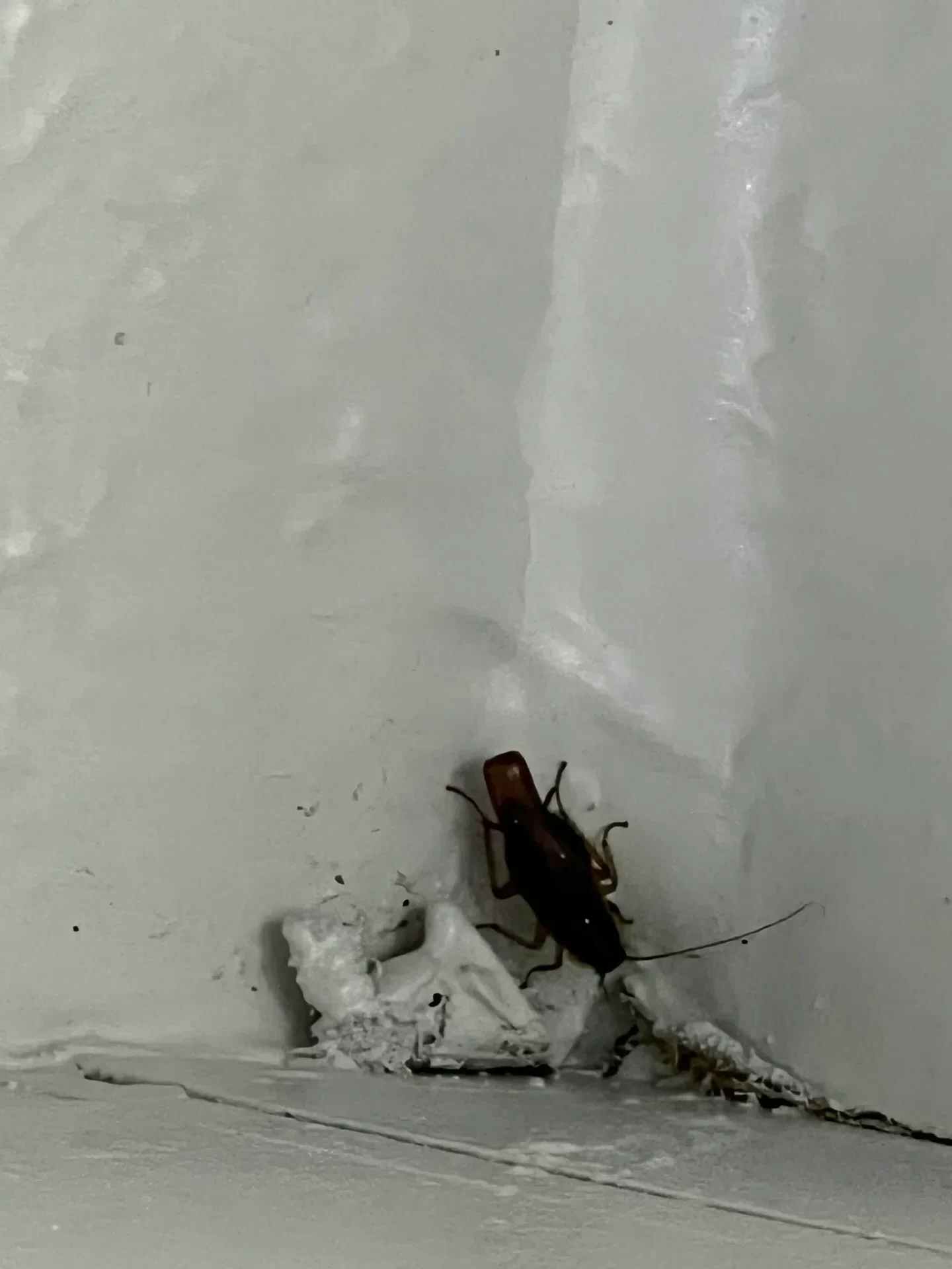 a man dusting floor to exterminate the pests and insects