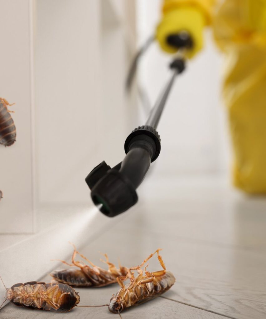 cockroach exterminator near mesquite tx
