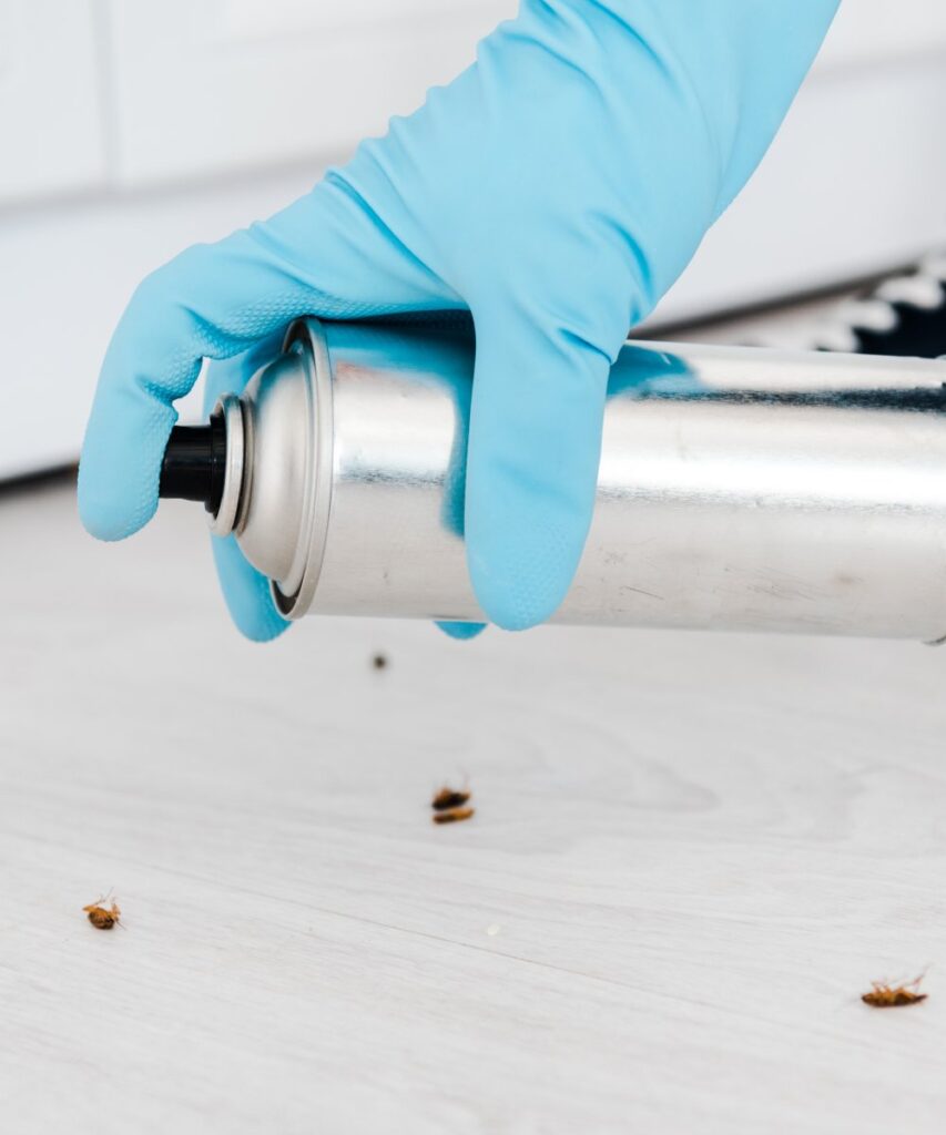 roach-control-service-in-texas