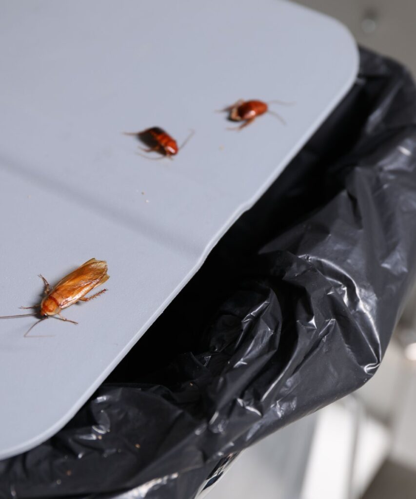 roach-control-service-near-me-texas