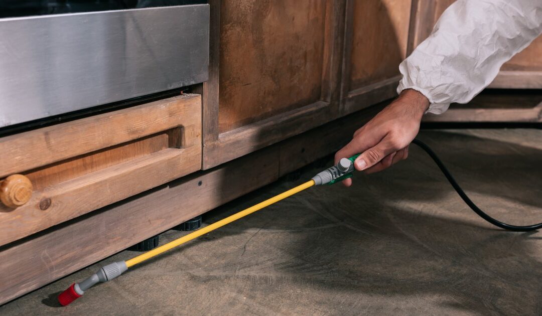 What Are the Most Effective Roach Control Products in Texas?
