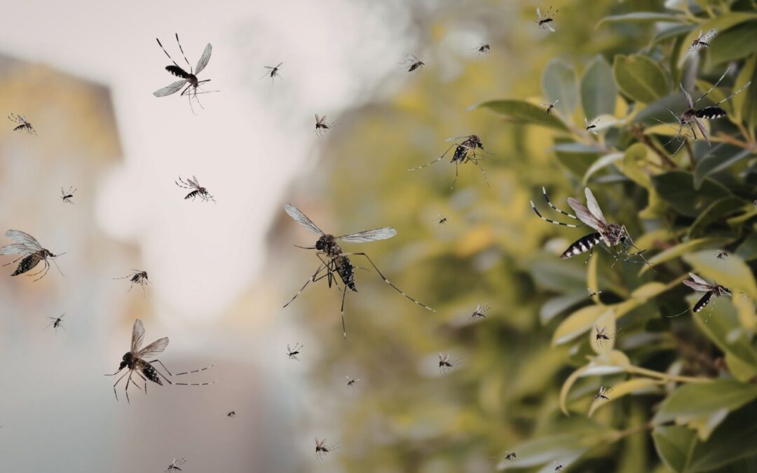 Mosquito Control in Dallas: How to Take Back Your Backyard This Summer