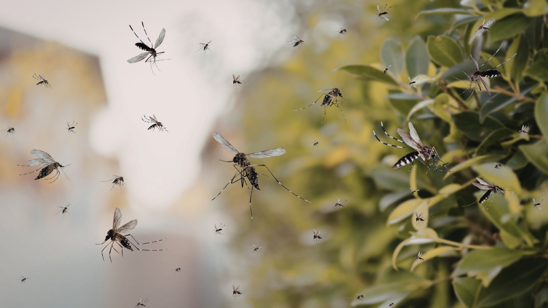 Mosquito Control in Dallas: How to Take Back Your Backyard This Summer