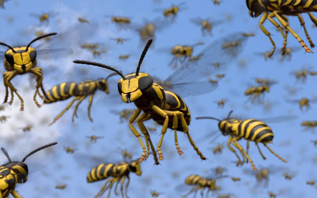 Why Are There So Many Wasps in Texas Right Now? (And When to Call a Pro)