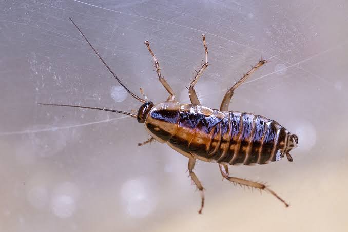 image of a German Cockroach